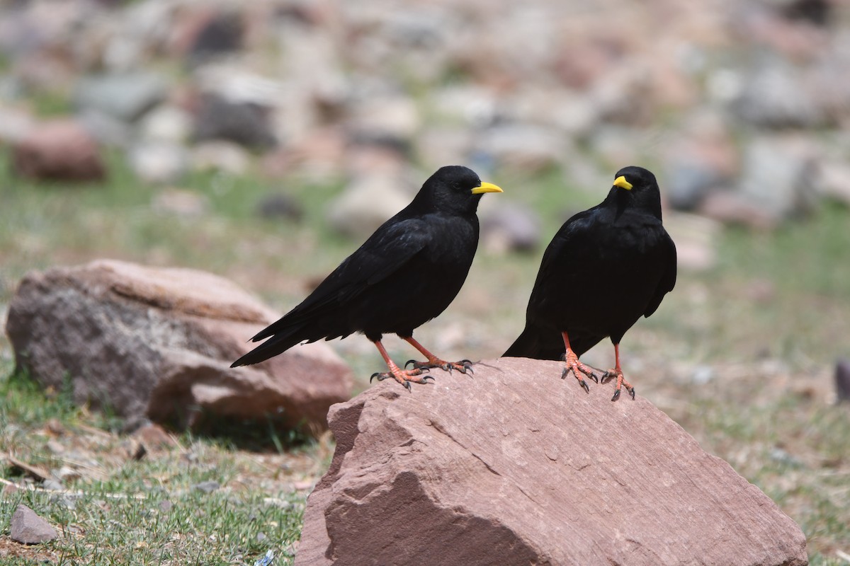 Yellow-billed Chough - ML616355060