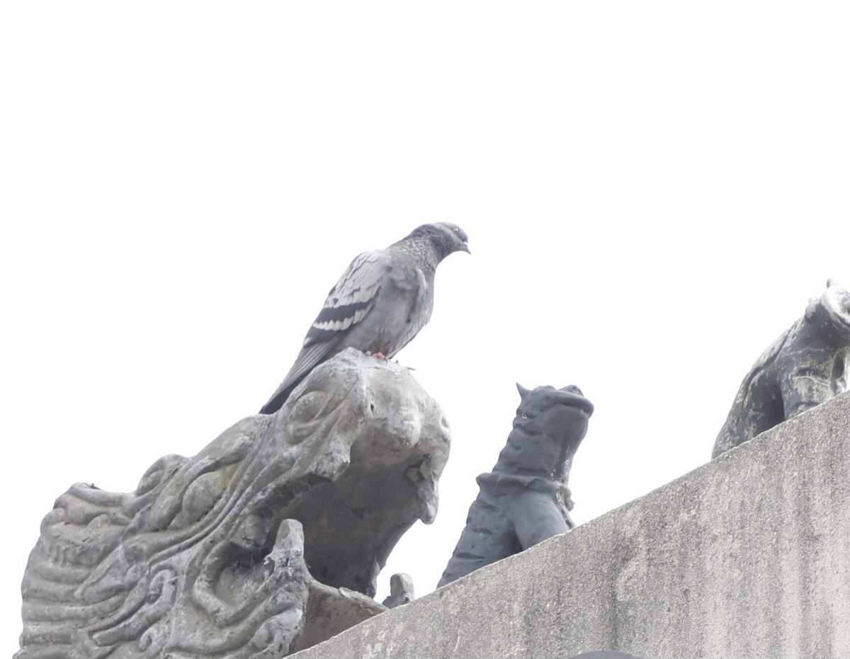 Rock Pigeon (Feral Pigeon) - ML616355061