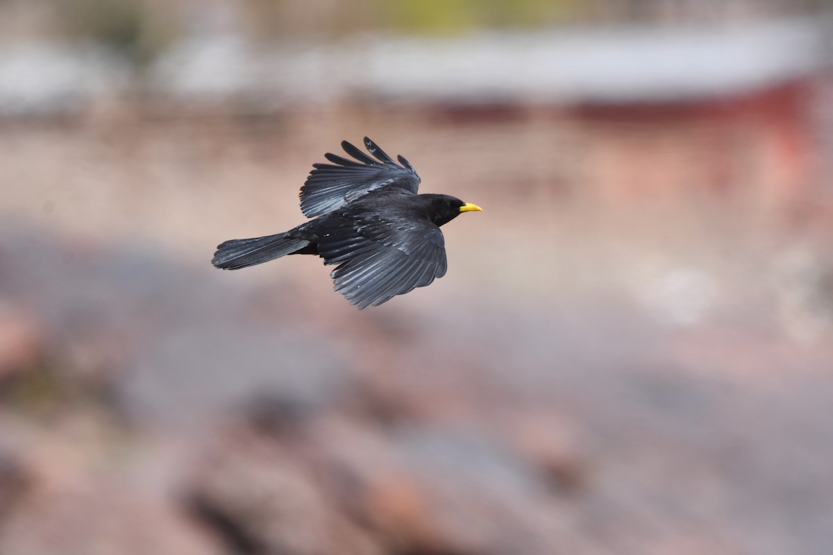 Yellow-billed Chough - Alejandro Gómez Vilches