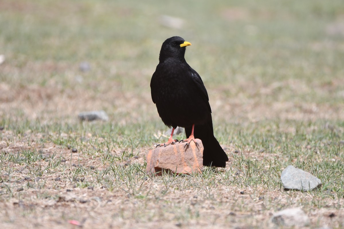 Yellow-billed Chough - ML616355063