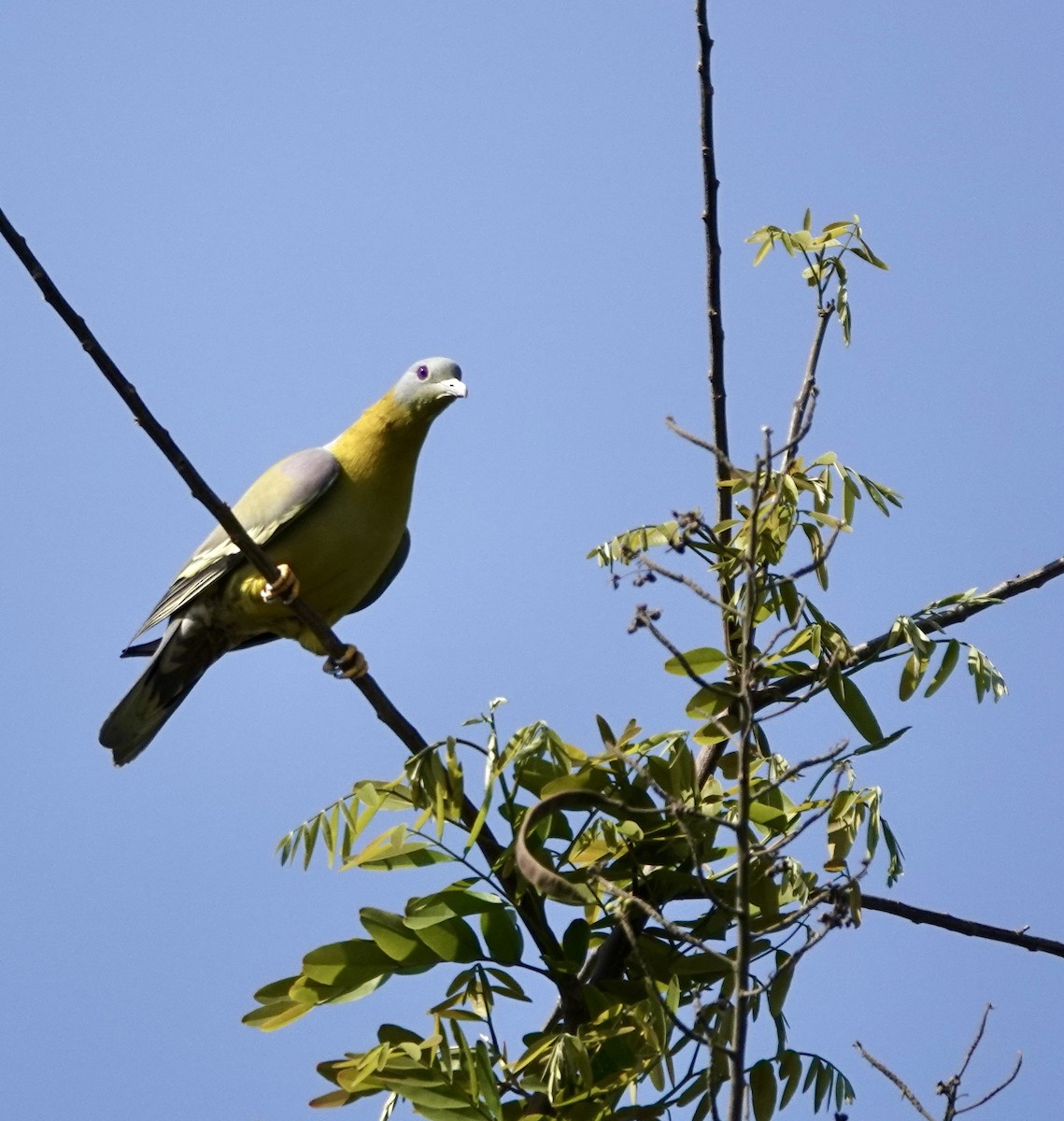 Yellow-footed Green-Pigeon - ML616355119
