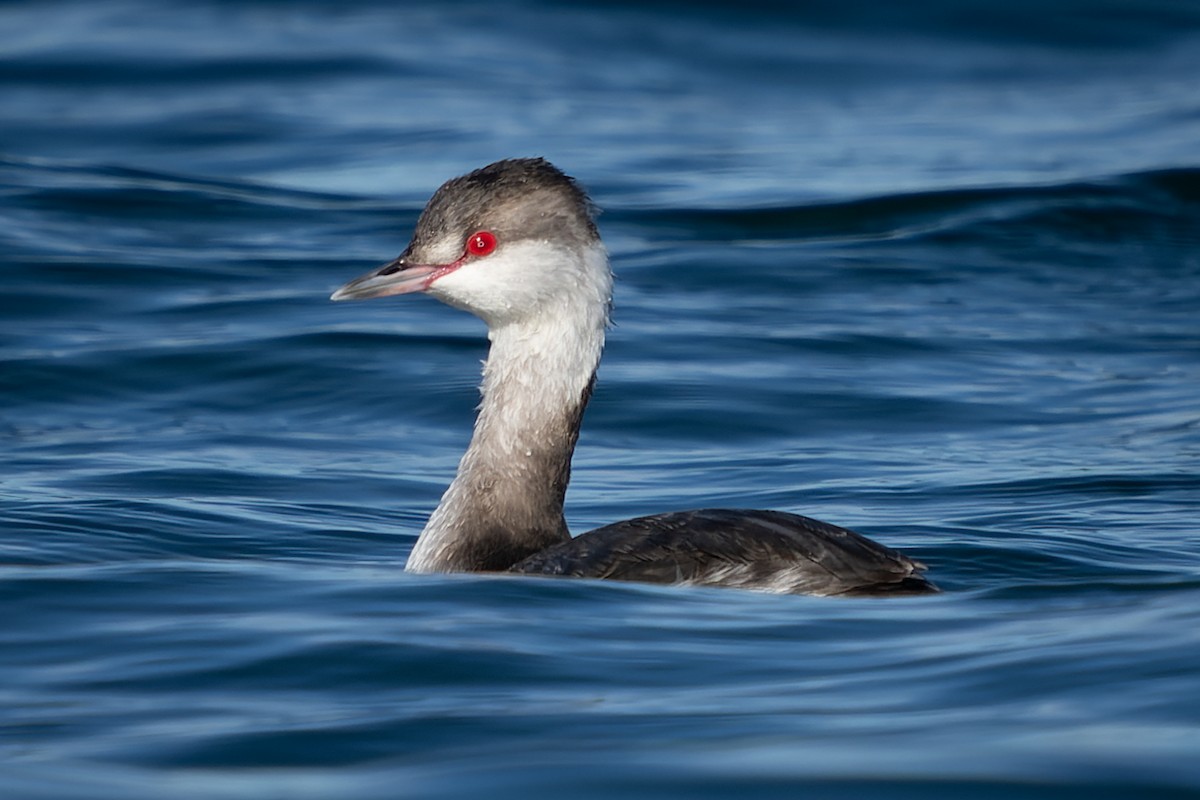 Horned Grebe - ML616355124