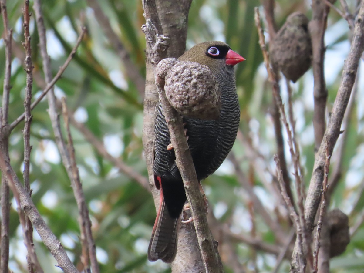 Beautiful Firetail - Stuart Ling