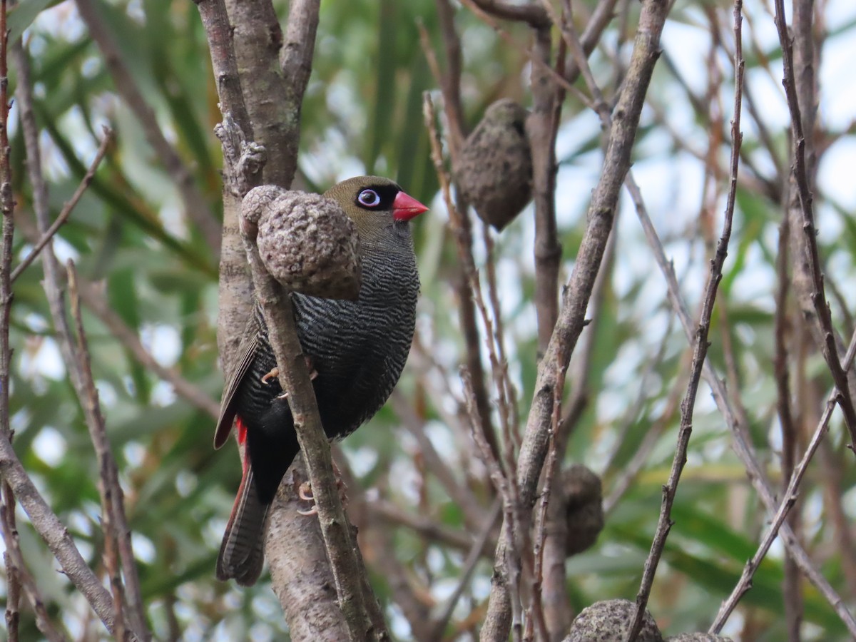 Beautiful Firetail - Stuart Ling