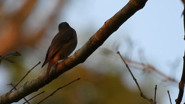 Rusty-tailed Flycatcher - ML616355221