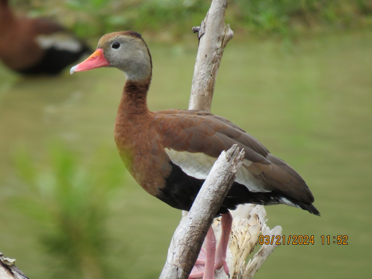 Black-bellied Whistling-Duck - ML616355228