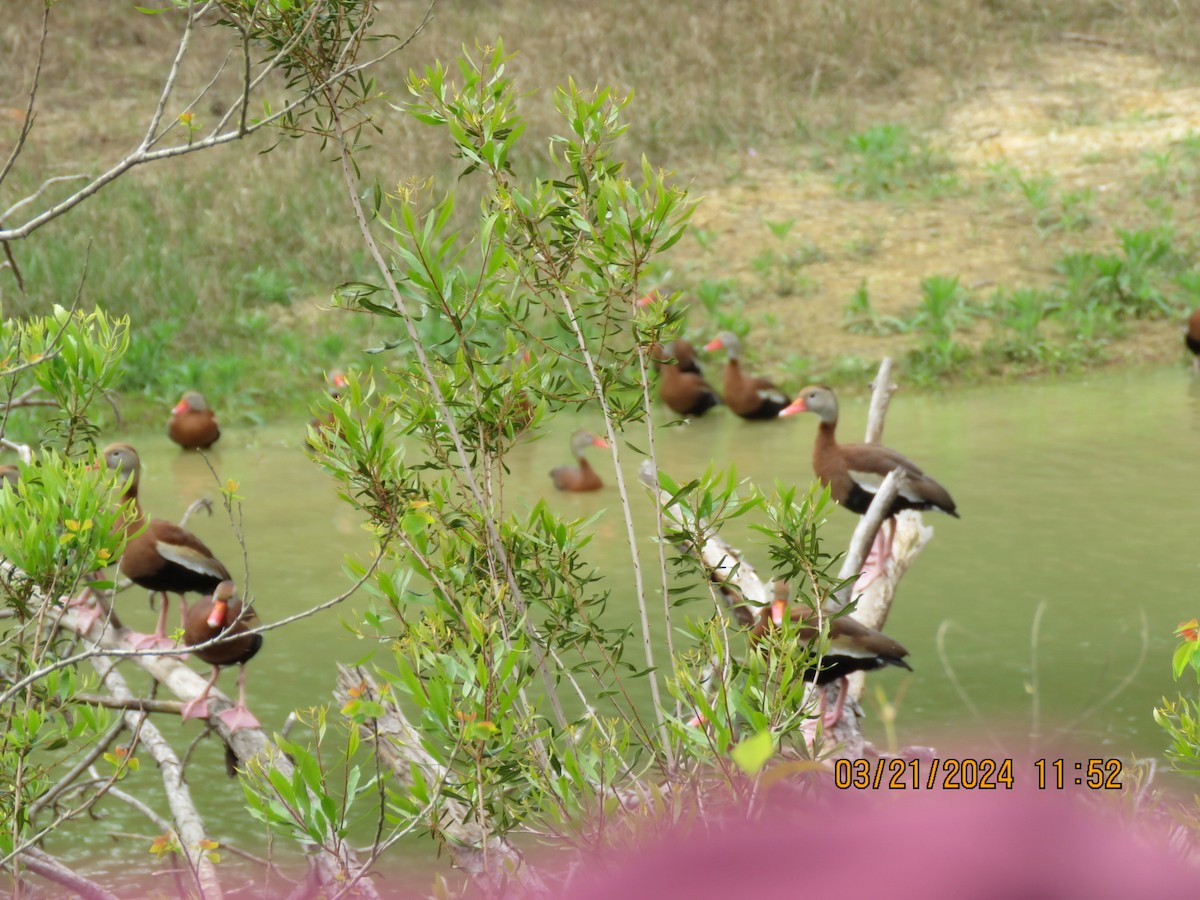 Black-bellied Whistling-Duck - ML616355230