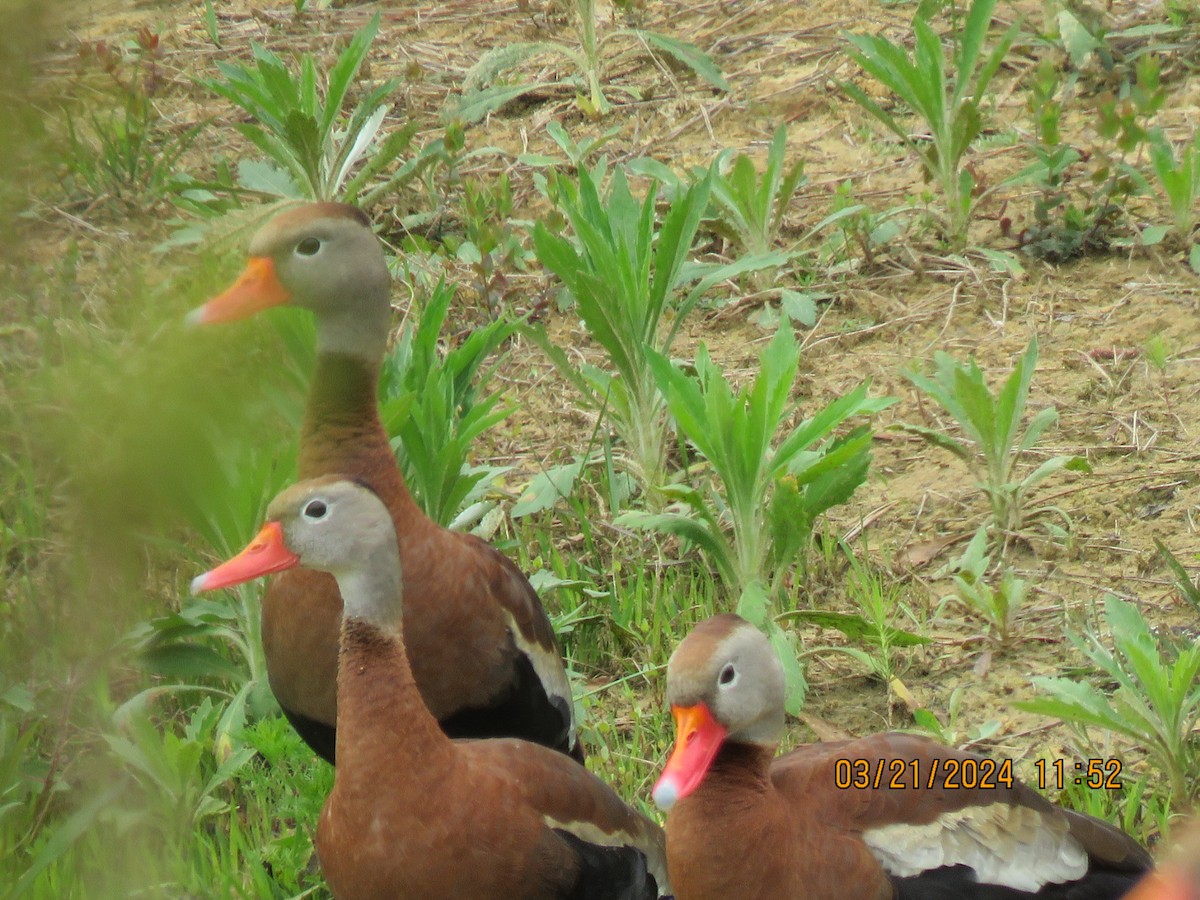 Black-bellied Whistling-Duck - Barb Schilling