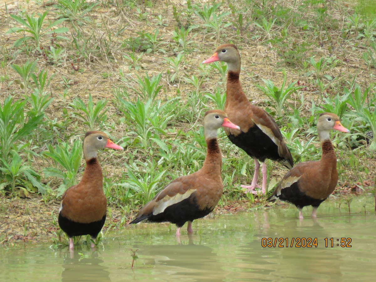 Black-bellied Whistling-Duck - ML616355232