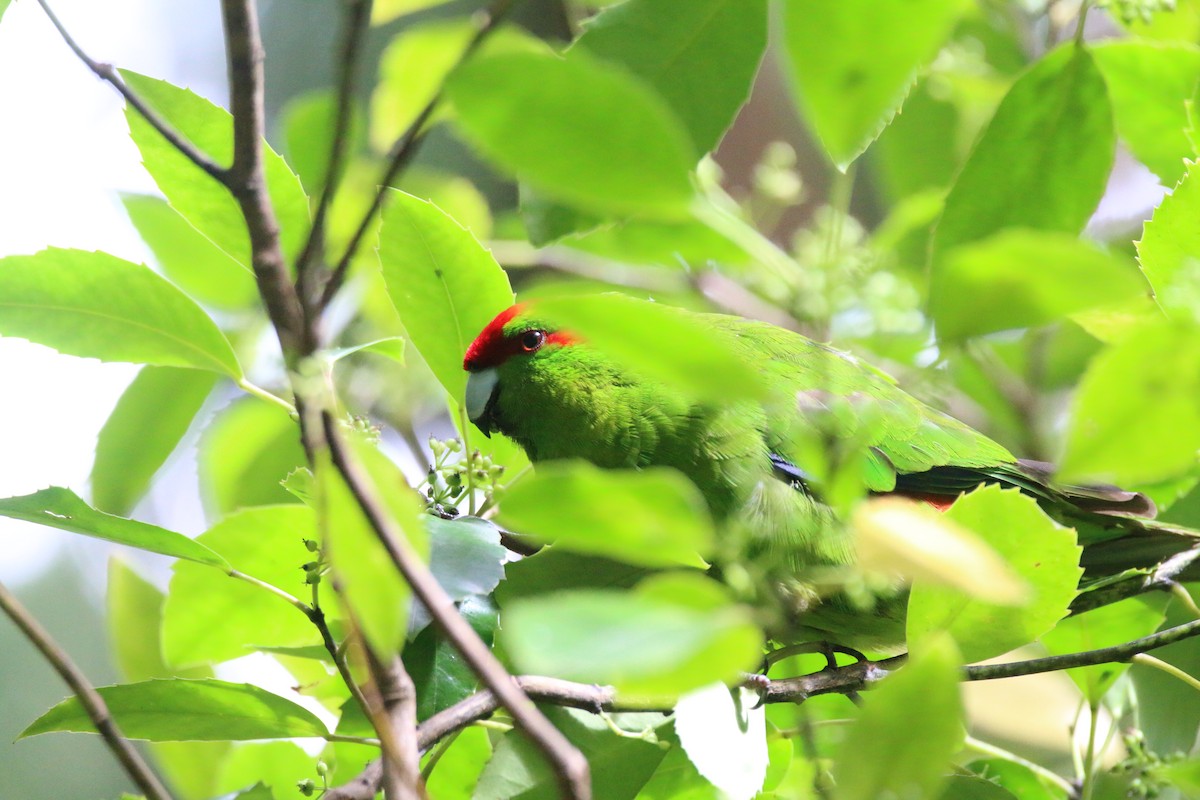 Red-crowned Parakeet - ML616355262