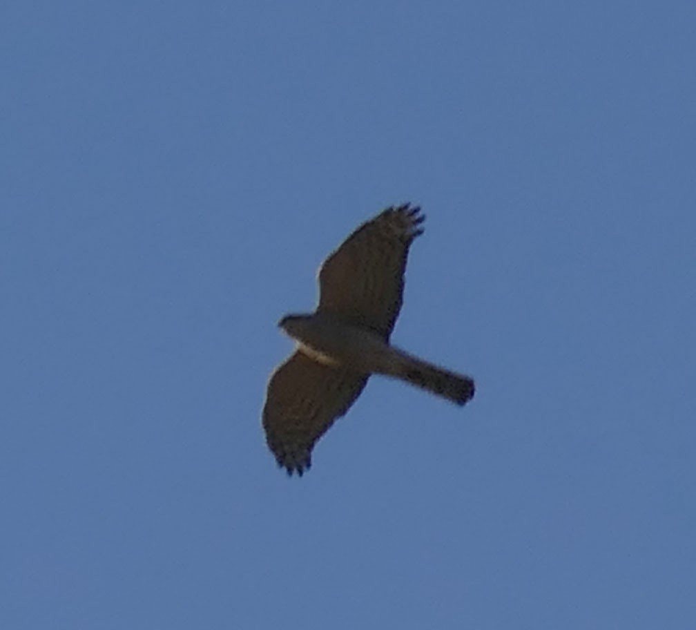 Eurasian Sparrowhawk - Dmitrii Konov