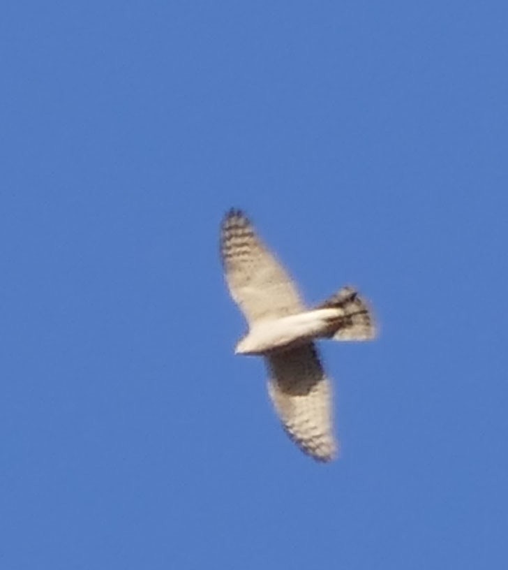 Eurasian Sparrowhawk - ML616355297