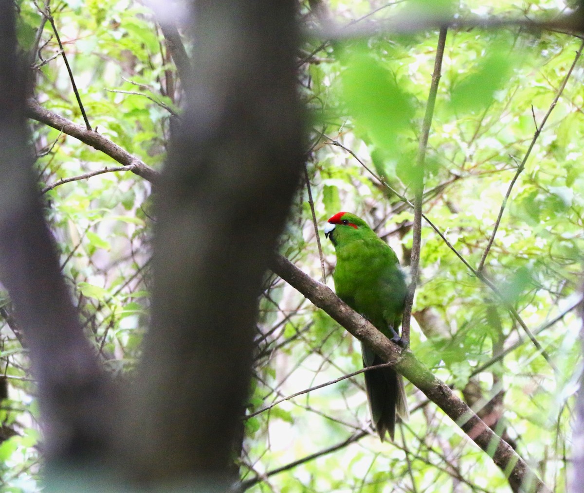 Red-crowned Parakeet - ML616355304