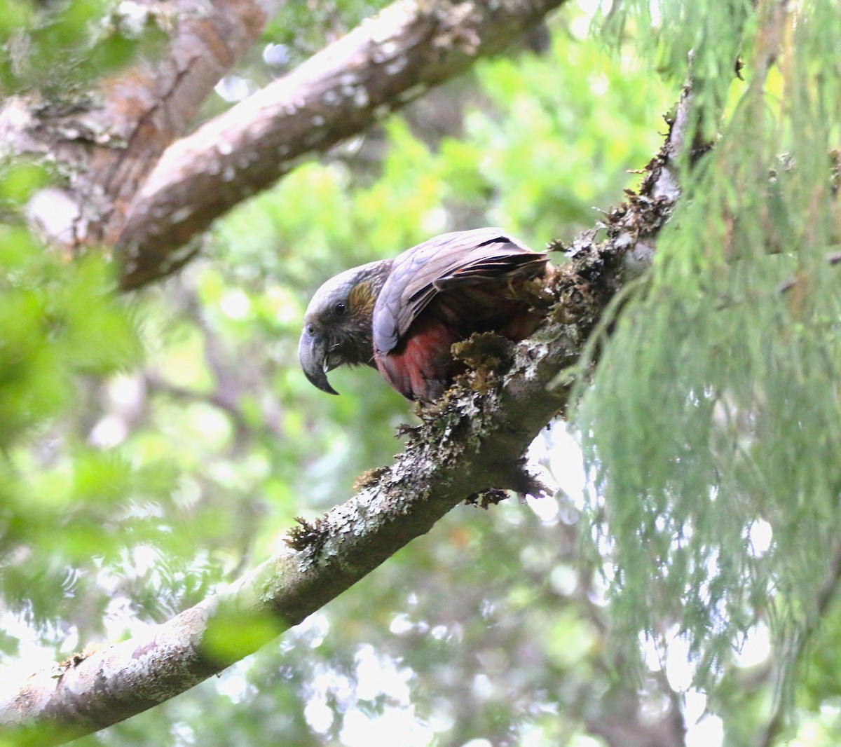 New Zealand Kaka - ML616355320