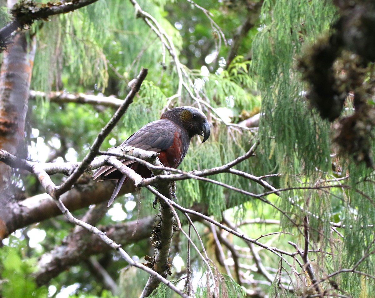 New Zealand Kaka - ML616355322