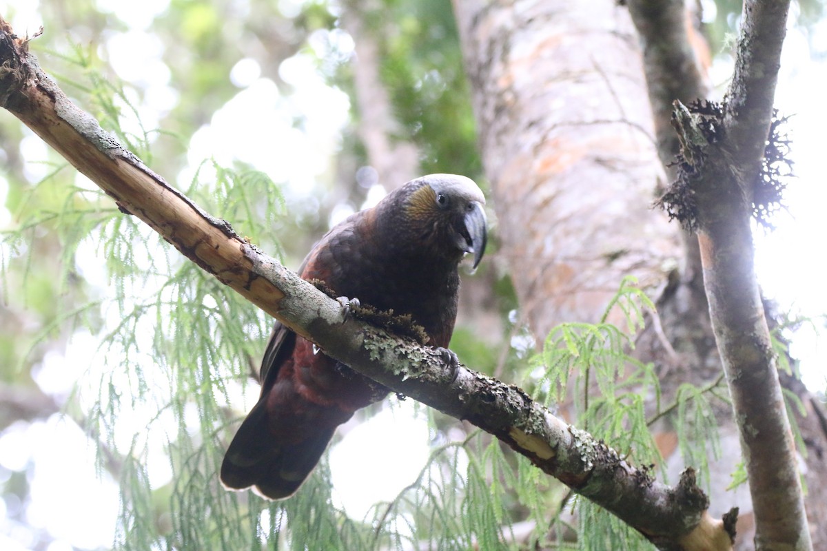 New Zealand Kaka - ML616355327