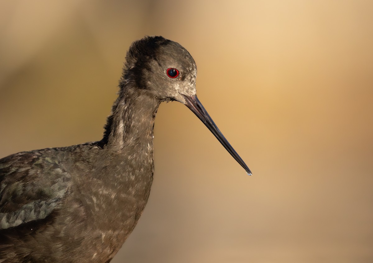 Black Stilt - ML616355329