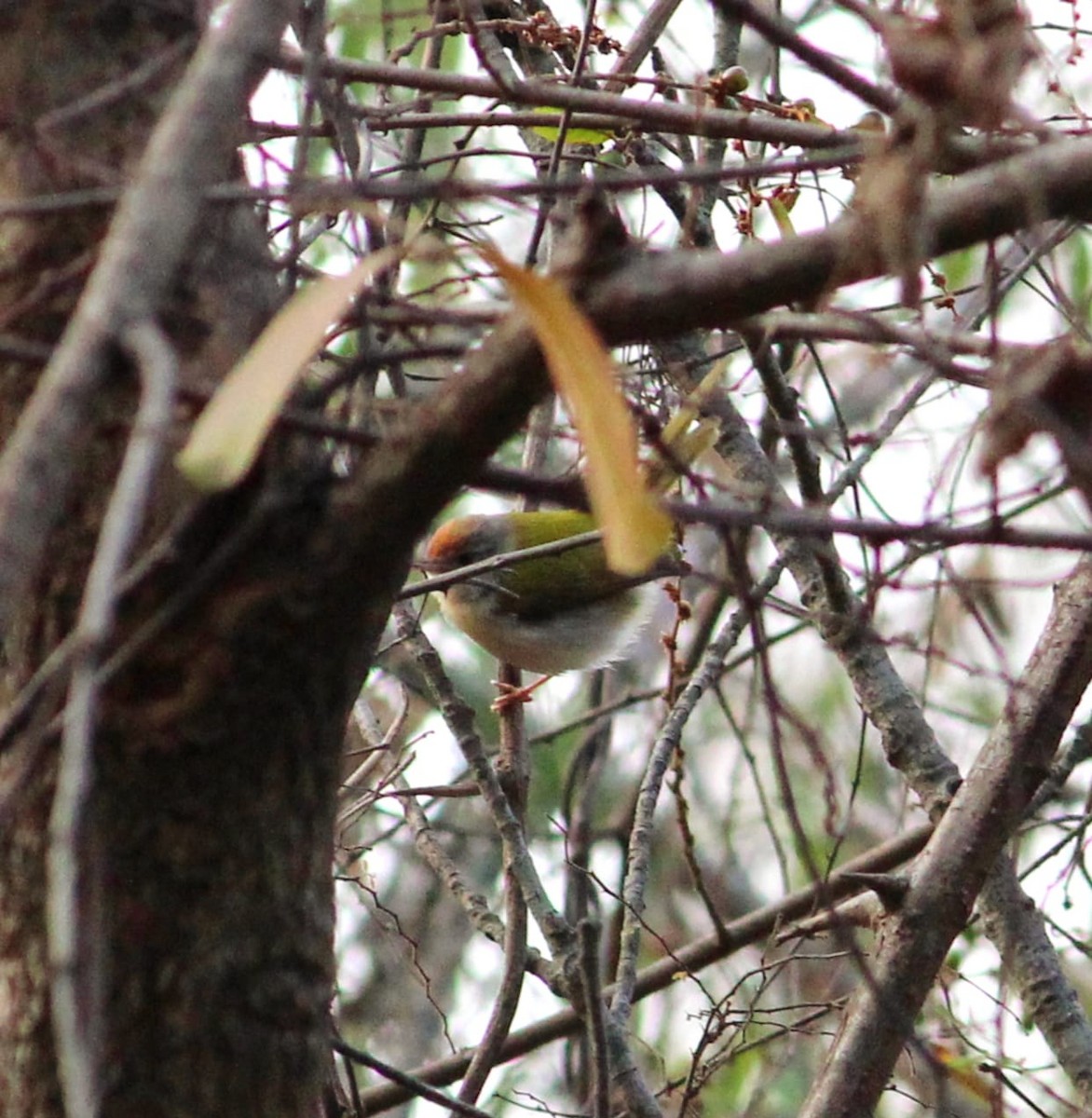 Common Tailorbird - ML616355350