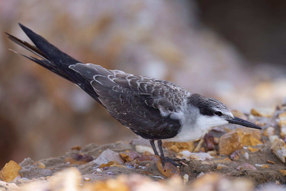 Bridled Tern - ML616355370