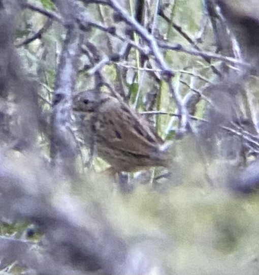 Lincoln's Sparrow - ML616355401