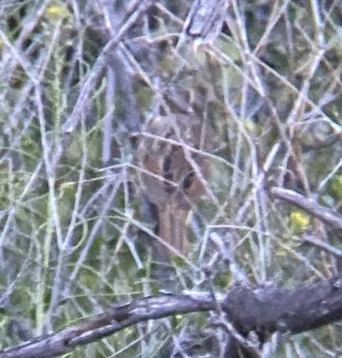 Lincoln's Sparrow - ML616355404