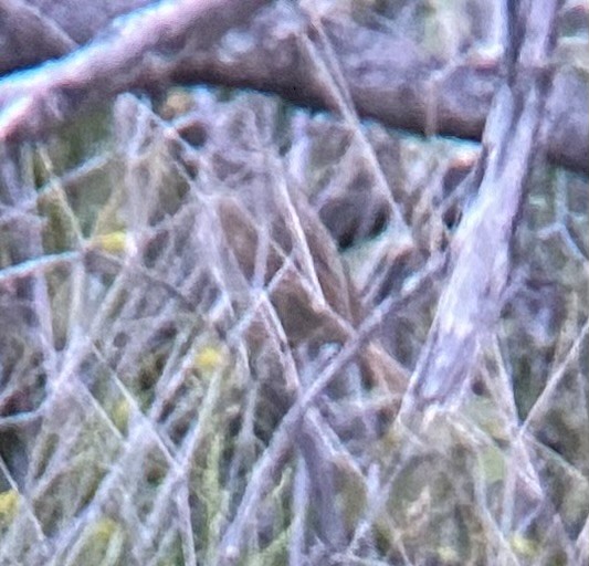 Lincoln's Sparrow - ML616355405