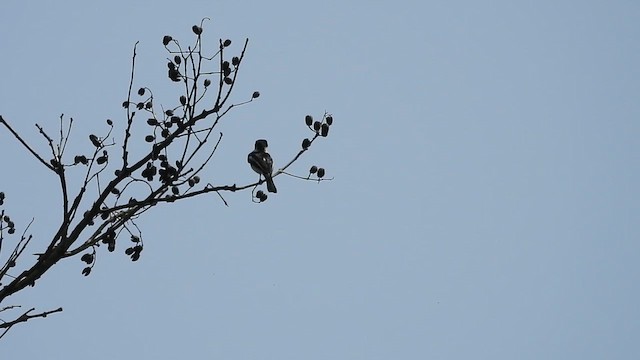 Bar-winged Flycatcher-shrike - ML616355418