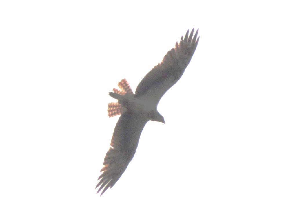 Osprey - ML616355430