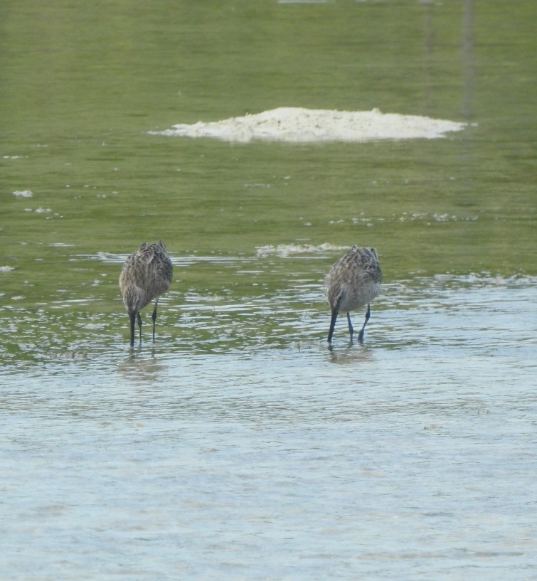 Asian Dowitcher - ML616355497