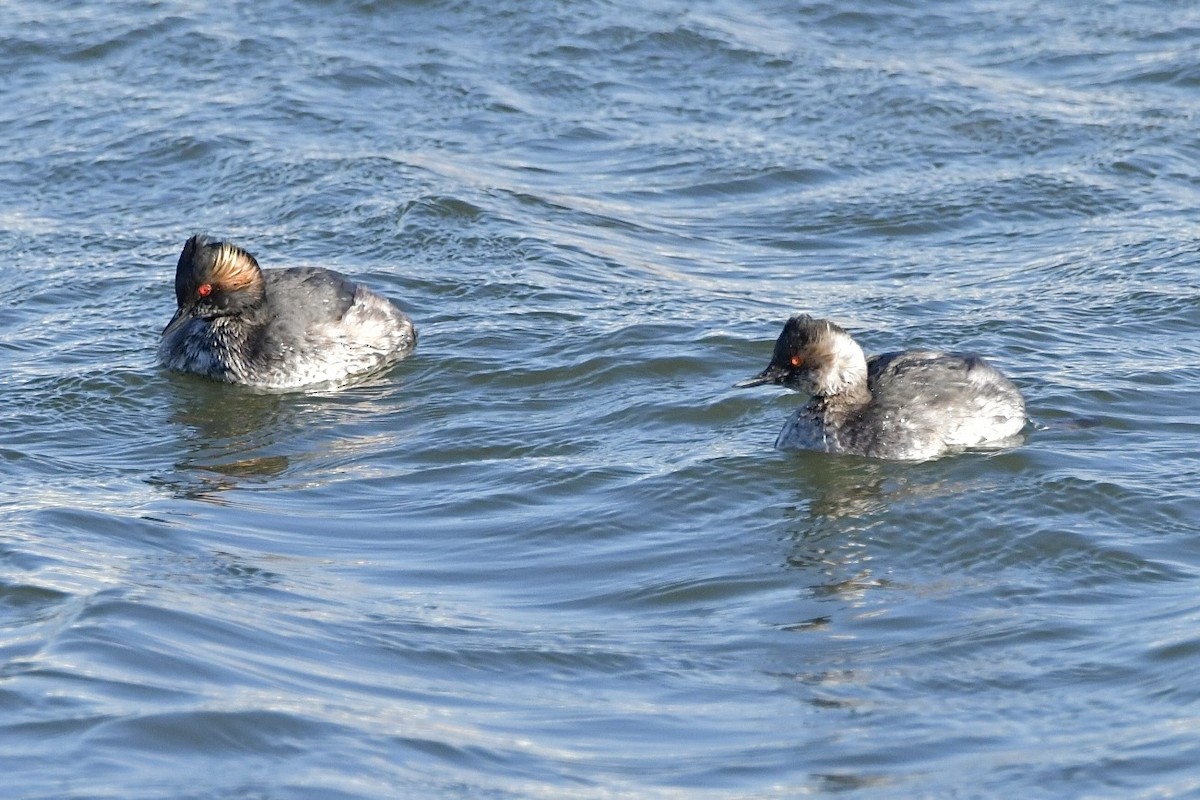 Eared Grebe - ML616355503