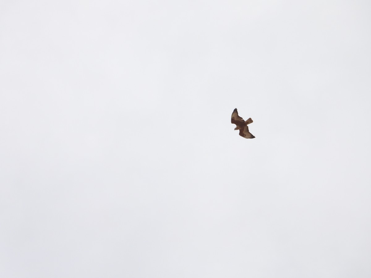 Long-legged Buzzard - ML616355591