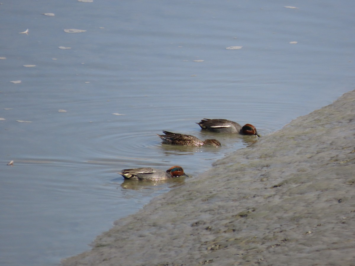 Green-winged Teal (Eurasian) - ML616355598