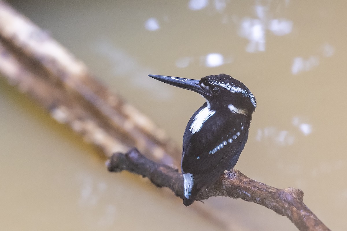 Martin-pêcheur argenté - ML616355601