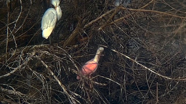 Roseate Spoonbill - ML616355639