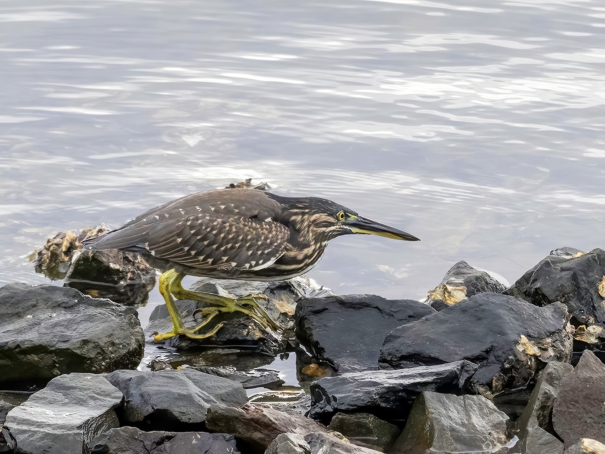 Striated Heron - ML616355645