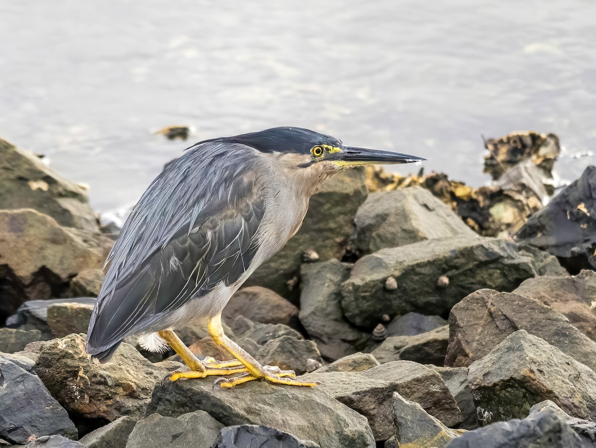 Striated Heron - ML616355646