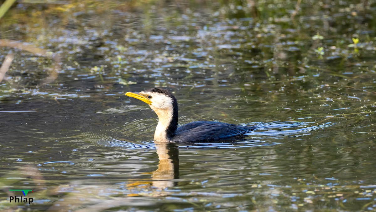 Little Pied Cormorant - ML616355663