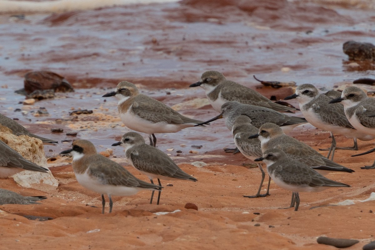 Tibetan Sand-Plover - Adrian Boyle