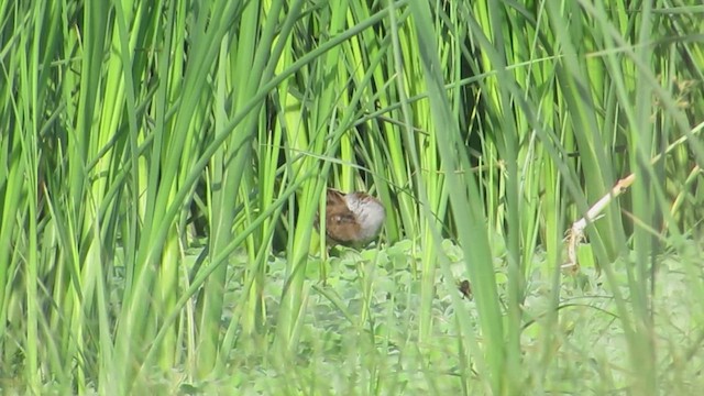 Baillon's Crake - ML616355696