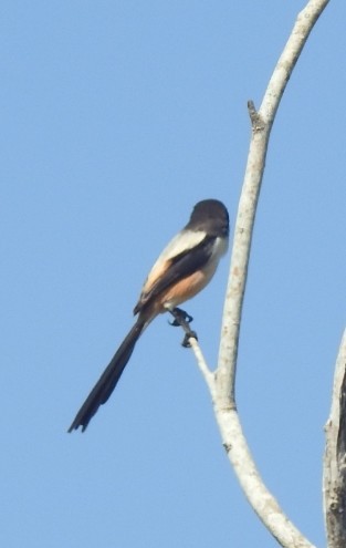 Long-tailed Shrike - ML616355797