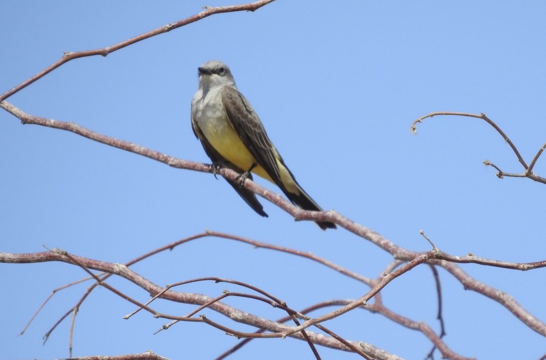 Western Kingbird - ML616355820