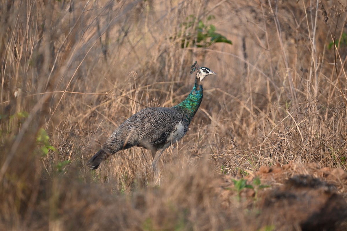 Indian Peafowl - ML616355866