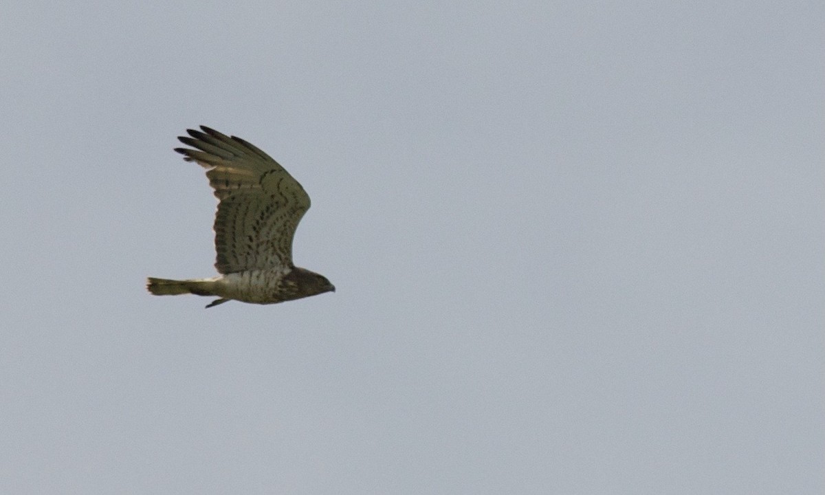 Short-toed Snake-Eagle - Daniel Blok 🦤