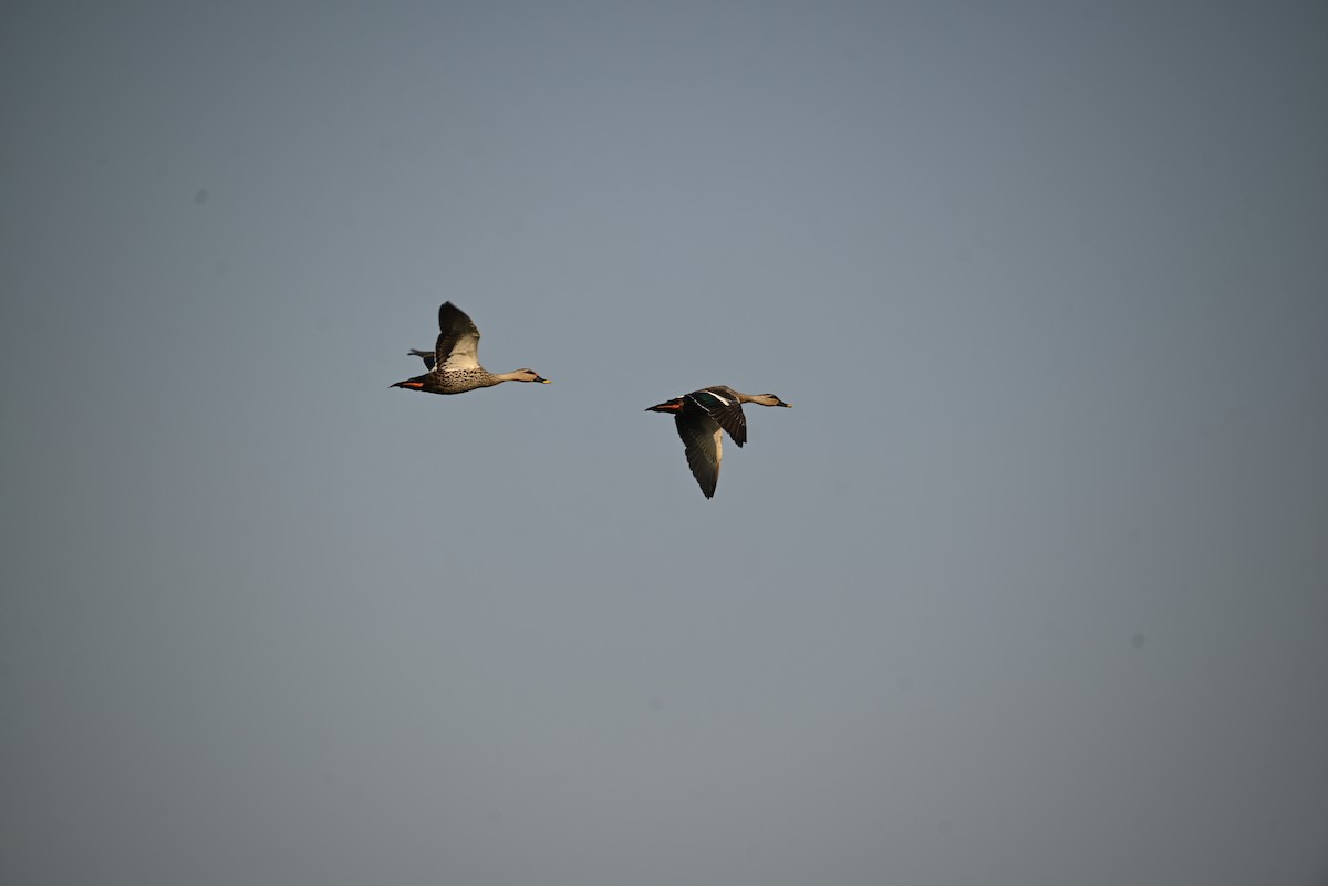 Indian Spot-billed Duck - ML616355872