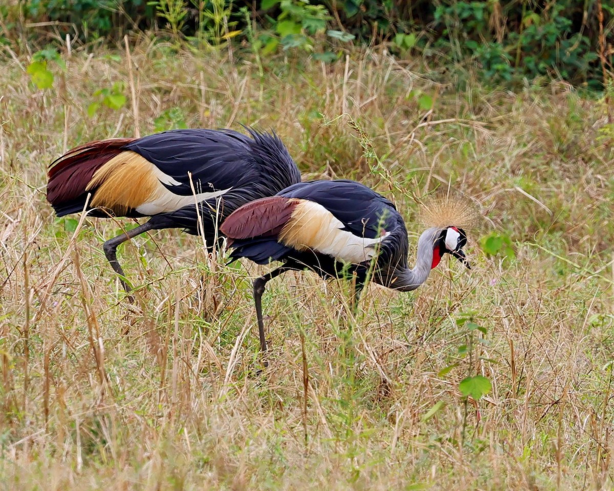 Gray Crowned-Crane - ML616355884