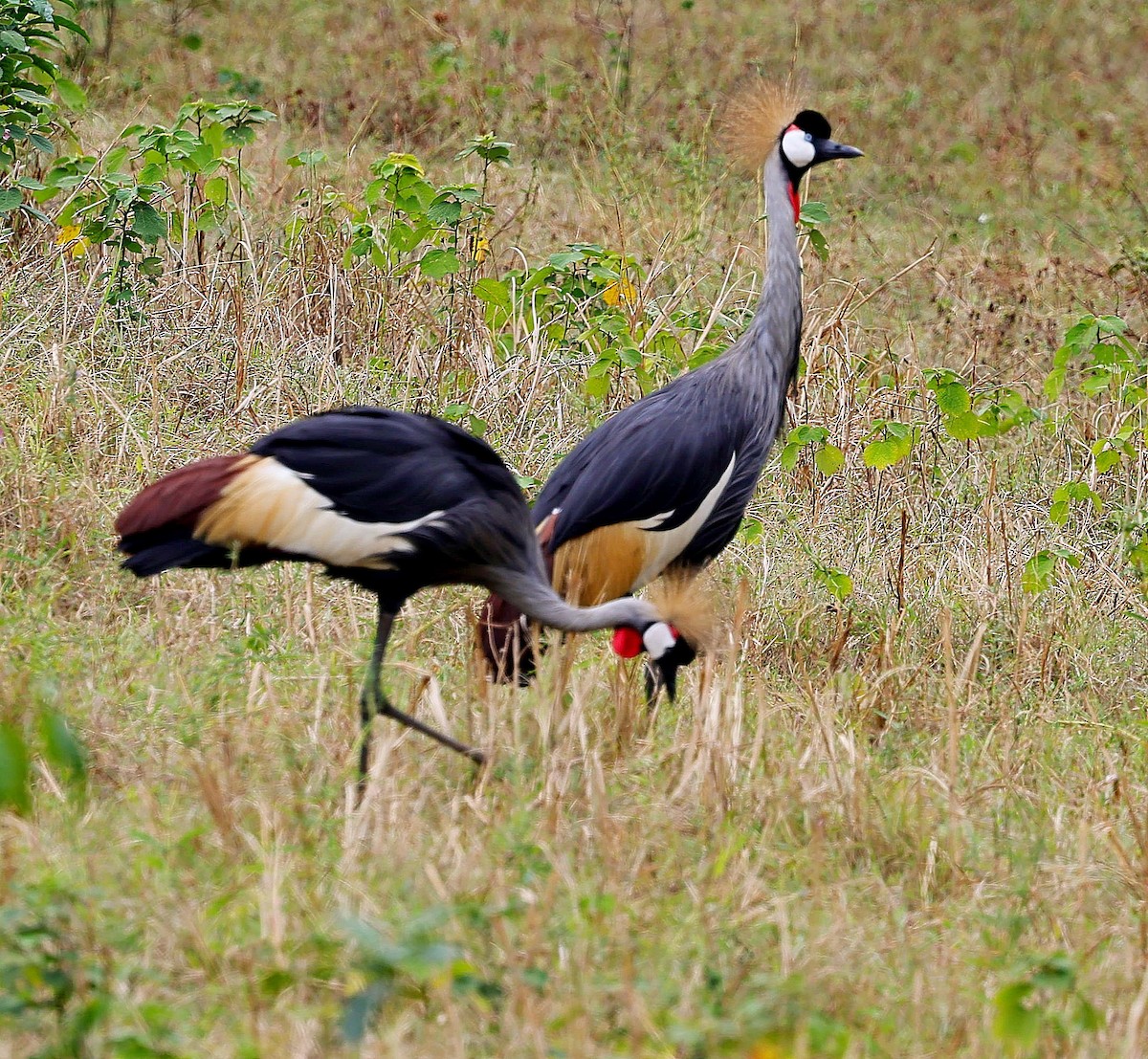 Gray Crowned-Crane - ML616355887