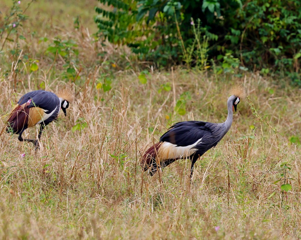 Gray Crowned-Crane - ML616355890