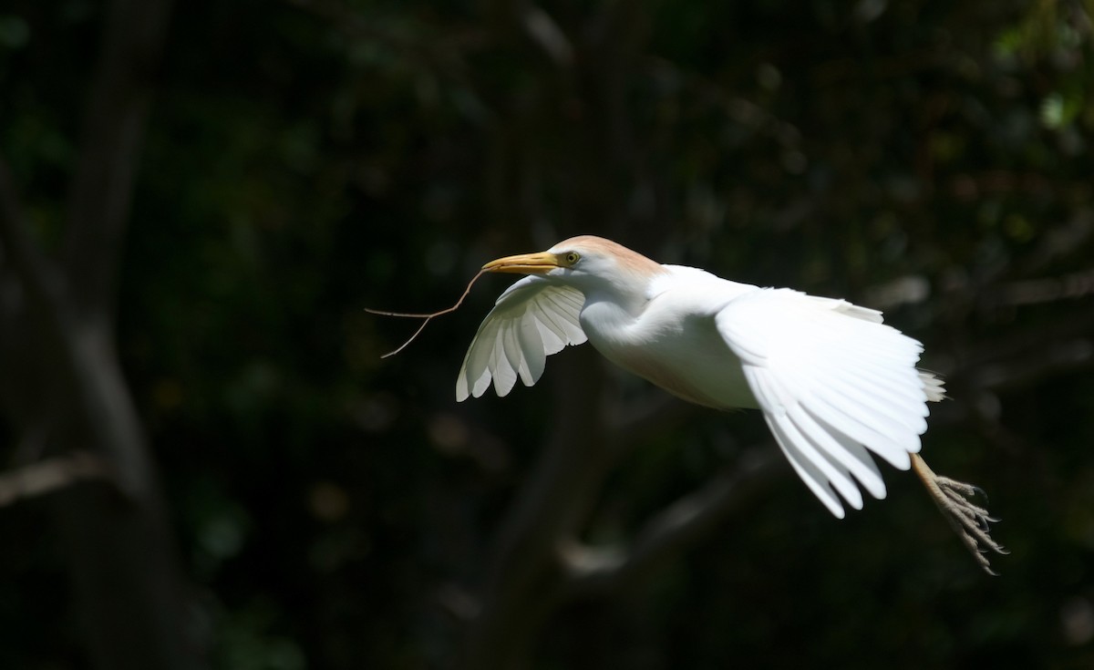 Western Cattle Egret - ML616355891