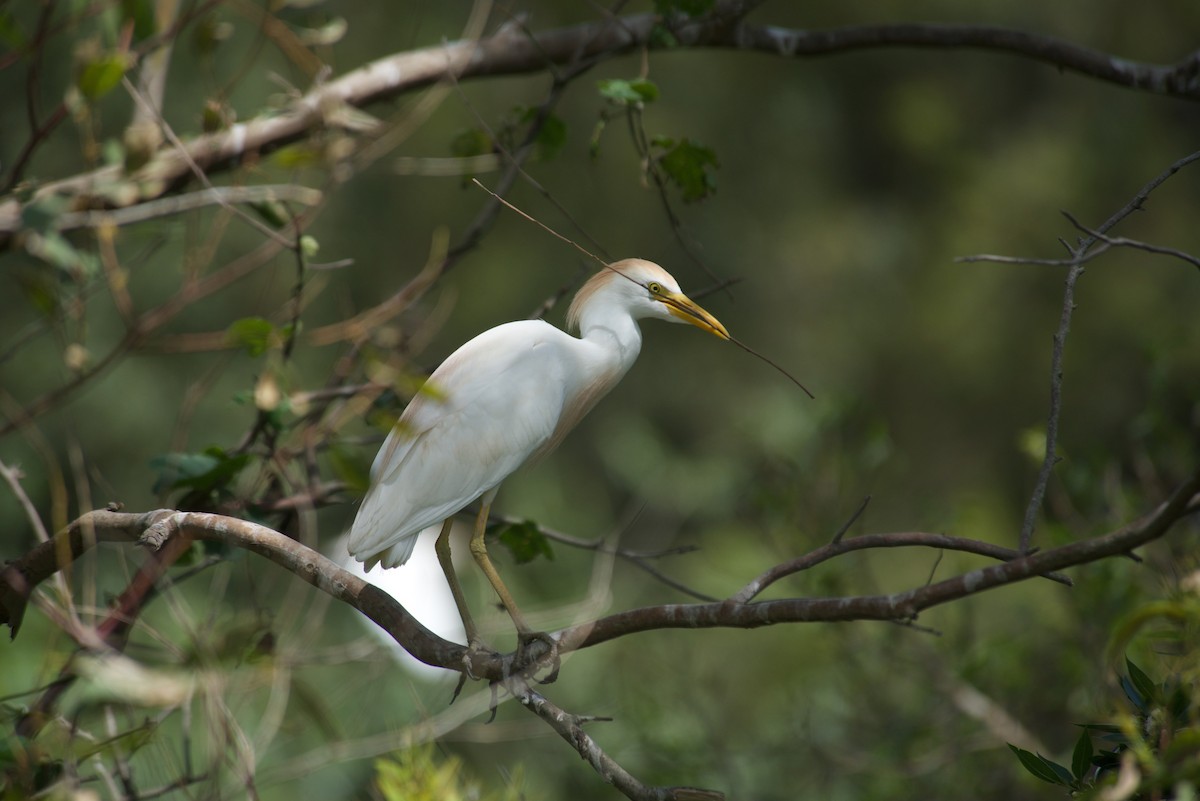 Western Cattle Egret - ML616355893