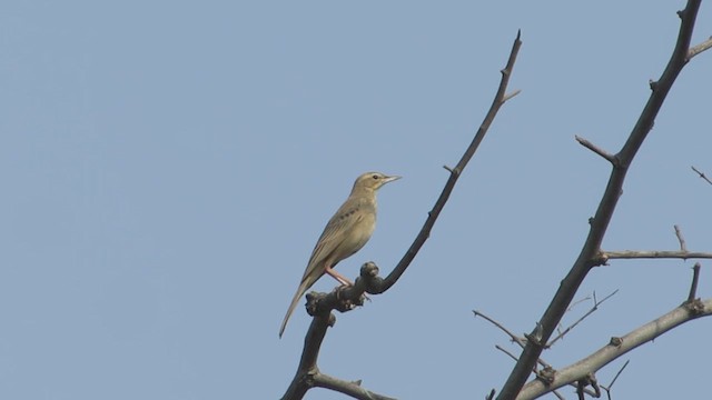 Long-billed Pipit - ML616355895